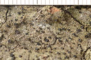  ( - O-L-209854)  @11 [ ] CreativeCommons - Attribution Non-Commercial (2018) Einar Timdal University of Oslo, Natural History Museum