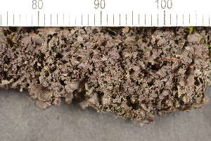  ( - O-L-210112)  @11 [ ] CreativeCommons - Attribution Non-Commercial (2019) Måns Svensson Swedish University of Agricultural Sciences