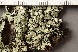  ( - O-L-210130)  @11 [ ] CreativeCommons - Attribution Non-Commercial (2019) Måns Svensson Swedish University of Agricultural Sciences
