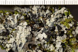  ( - O-L-210162)  @11 [ ] CreativeCommons - Attribution Non-Commercial (2019) Måns Svensson Swedish University of Agricultural Sciences