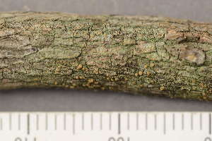  ( - O-L-210323)  @11 [ ] CreativeCommons - Attribution Non-Commercial (2018) Einar Timdal University of Oslo, Natural History Museum