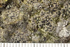  ( - O-L-210328)  @11 [ ] CreativeCommons - Attribution Non-Commercial (2018) Einar Timdal University of Oslo, Natural History Museum