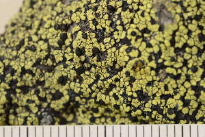  (Rhizocarpon eupetraeoides - O-L-210377)  @11 [ ] CreativeCommons - Attribution Non-Commercial (2018) Einar Timdal University of Oslo, Natural History Museum