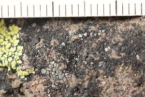  (Rhizocarpon leptolepis - O-L-210378)  @11 [ ] CreativeCommons - Attribution Non-Commercial (2018) Einar Timdal University of Oslo, Natural History Museum