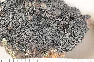  ( - O-L-210396)  @11 [ ] CreativeCommons - Attribution Non-Commercial (2018) Einar Timdal University of Oslo, Natural History Museum