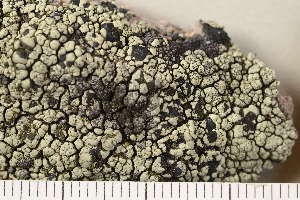  ( - O-L-210398)  @11 [ ] CreativeCommons - Attribution Non-Commercial (2018) Einar Timdal University of Oslo, Natural History Museum