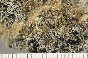  ( - O-L-210499)  @11 [ ] CreativeCommons - Attribution Non-Commercial (2018) Einar Timdal University of Oslo, Natural History Museum