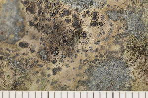  ( - O-L-210505)  @11 [ ] CreativeCommons - Attribution Non-Commercial (2018) Einar Timdal University of Oslo, Natural History Museum