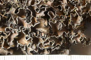  ( - O-L-221121)  @11 [ ] CreativeCommons - Attribution Non-Commercial (2019) Einar Timdal University of Oslo, Natural History Museum