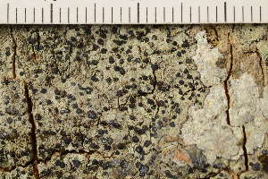  ( - O-L-221316)  @11 [ ] CreativeCommons - Attribution Non-Commercial (2019) Gunnhild Marthinsen University of Oslo, Natural History Museum