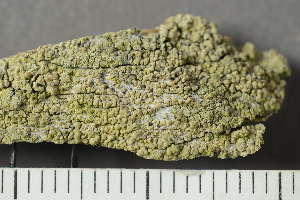  ( - O-L-221378)  @11 [ ] CreativeCommons - Attribution Non-Commercial (2019) Einar Timdal University of Oslo, Natural History Museum