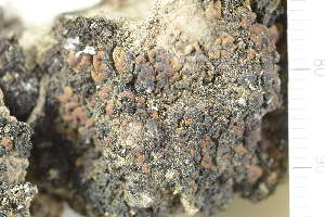  ( - O-L-223708)  @11 [ ] CreativeCommons - Attribution Non-Commercial (2019) Einar Timdal University of Oslo, Natural History Museum