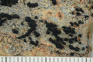 ( - O-L-223733)  @11 [ ] CreativeCommons - Attribution Non-Commercial (2019) Einar Timdal University of Oslo, Natural History Museum