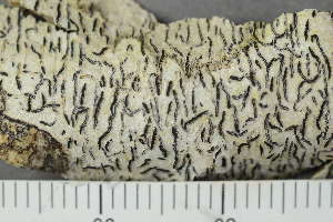  ( - O-L-223794)  @11 [ ] by-nc (2020) Einar Timdal Natural History Museum, University of Oslo, Norway