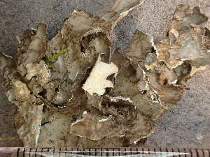  ( - O-L-224281)  @11 [ ] CreativeCommons - Attribution Non-Commercial (2019) Reidar Haugan University of Oslo, Natural History Museum