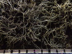  ( - O-L-224296)  @11 [ ] CreativeCommons - Attribution Non-Commercial (2019) Reidar Haugan University of Oslo, Natural History Museum