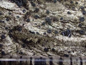  ( - O-L-224327)  @11 [ ] CreativeCommons - Attribution Non-Commercial (2019) Reidar Haugan University of Oslo, Natural History Museum