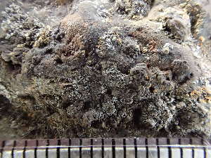  ( - O-L-224441)  @11 [ ] CreativeCommons - Attribution Non-Commercial (2019) Reidar Haugan University of Oslo, Natural History Museum
