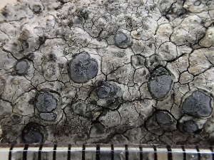  ( - O-L-224474)  @11 [ ] CreativeCommons - Attribution Non-Commercial (2019) Reidar Haugan University of Oslo, Natural History Museum
