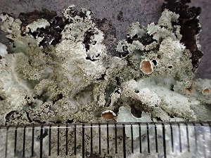  ( - O-L-224481)  @11 [ ] CreativeCommons - Attribution Non-Commercial (2019) Reidar Haugan University of Oslo, Natural History Museum