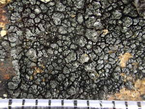  ( - O-L-225104)  @11 [ ] CreativeCommons - Attribution Non-Commercial (2019) Reidar Haugan University of Oslo, Natural History Museum