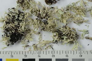  ( - O-L-225386)  @11 [ ] by-nc (2020) Einar Timdal Natural History Museum, University of Oslo, Norway