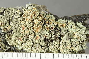  ( - O-L-225415)  @11 [ ] CreativeCommons - Attribution Non-Commercial (2019) Einar Timdal University of Oslo, Natural History Museum