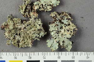  ( - O-L-225417)  @11 [ ] by-nc (2020) Einar Timdal Natural History Museum, University of Oslo, Norway