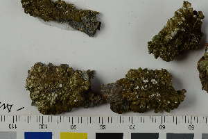  ( - O-L-225421)  @11 [ ] by-nc (2020) Einar Timdal Natural History Museum, University of Oslo, Norway