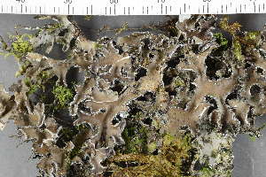  (Pseudocyphellaria intricata - O-L-225441)  @11 [ ] CreativeCommons - Attribution Non-Commercial (2019) Einar Timdal University of Oslo, Natural History Museum
