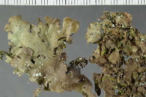  ( - O-L-225442)  @11 [ ] CreativeCommons - Attribution Non-Commercial (2019) Einar Timdal University of Oslo, Natural History Museum