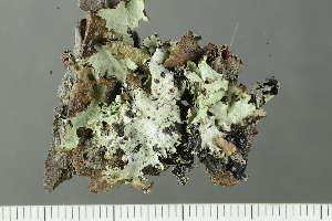  ( - O-L-225445)  @11 [ ] CreativeCommons - Attribution Non-Commercial (2019) Einar Timdal University of Oslo, Natural History Museum
