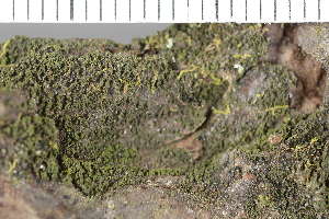  ( - O-L-225447)  @11 [ ] CreativeCommons - Attribution Non-Commercial (2019) Einar Timdal University of Oslo, Natural History Museum