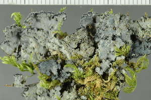  ( - O-L-225453)  @11 [ ] CreativeCommons - Attribution Non-Commercial (2019) Einar Timdal University of Oslo, Natural History Museum