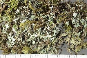  (Cladonia caespiticia - O-L-225457)  @11 [ ] CreativeCommons - Attribution Non-Commercial (2019) Einar Timdal University of Oslo, Natural History Museum