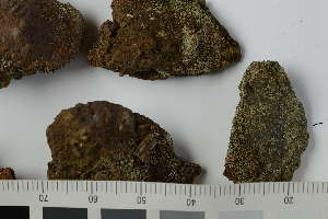  ( - O-L-225465)  @11 [ ] by-nc (2020) Einar Timdal Natural History Museum, University of Oslo, Norway
