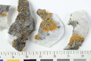  ( - O-L-225472)  @11 [ ] by-nc (2020) Einar Timdal Natural History Museum, University of Oslo, Norway