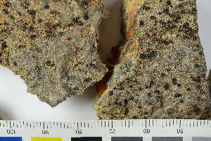  ( - O-L-225475)  @11 [ ] by-nc (2020) Einar Timdal Natural History Museum, University of Oslo, Norway