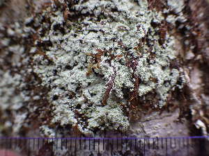  ( - O-L-225487)  @11 [ ] CreativeCommons - Attribution Non-Commercial (2019) Einar Timdal University of Oslo, Natural History Museum