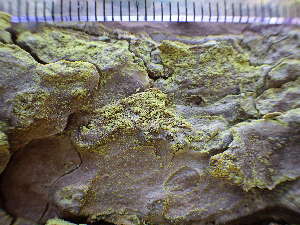  ( - O-L-225493)  @11 [ ] CreativeCommons - Attribution Non-Commercial (2019) Einar Timdal University of Oslo, Natural History Museum
