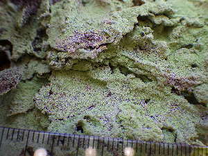  ( - O-L-225494)  @11 [ ] CreativeCommons - Attribution Non-Commercial (2019) Einar Timdal University of Oslo, Natural History Museum