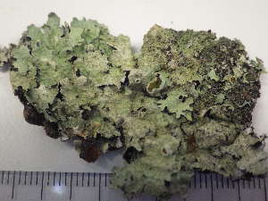  ( - O-L-225537)  @11 [ ] CreativeCommons - Attribution Non-Commercial (2019) Einar Timdal University of Oslo, Natural History Museum