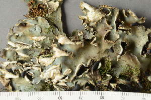  ( - O-L-225565)  @11 [ ] CreativeCommons - Attribution Non-Commercial (2019) Einar Timdal University of Oslo, Natural History Museum