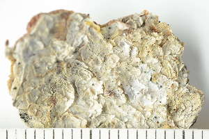  ( - O-L-225579)  @11 [ ] CreativeCommons - Attribution Non-Commercial (2019) Einar Timdal University of Oslo, Natural History Museum