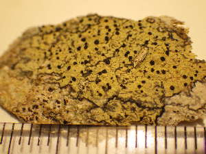  ( - O-L-225600)  @11 [ ] CreativeCommons - Attribution Non-Commercial (2019) Mika Bendiksby University of Oslo, Natural History Museum