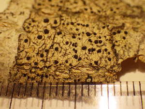  ( - O-L-225601)  @11 [ ] CreativeCommons - Attribution Non-Commercial (2019) Mika Bendiksby University of Oslo, Natural History Museum