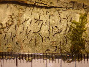  ( - O-L-225646)  @11 [ ] CreativeCommons - Attribution Non-Commercial (2019) Mika Bendiksby University of Oslo, Natural History Museum
