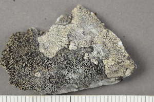  ( - O-L-225681)  @11 [ ] by-nc (2020) Einar Timdal Natural History Museum, University of Oslo, Norway