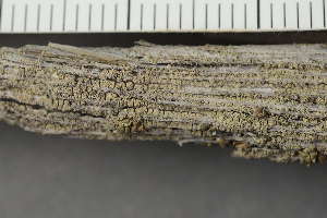  ( - O-L-226155)  @11 [ ] CreativeCommons - Attribution Non-Commercial (2019) Einar Timdal University of Oslo, Natural History Museum