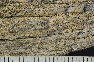  ( - O-L-226157)  @11 [ ] CreativeCommons - Attribution Non-Commercial (2019) Einar Timdal University of Oslo, Natural History Museum